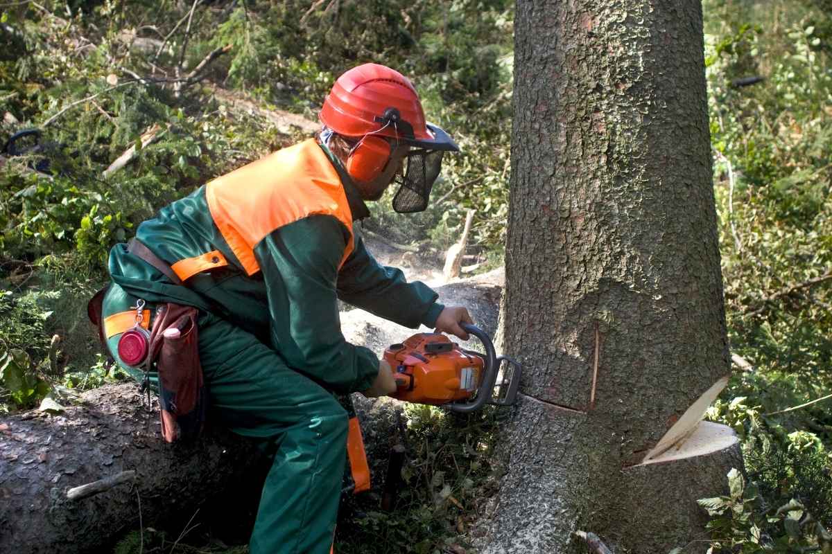 Bentonville AR tree removal