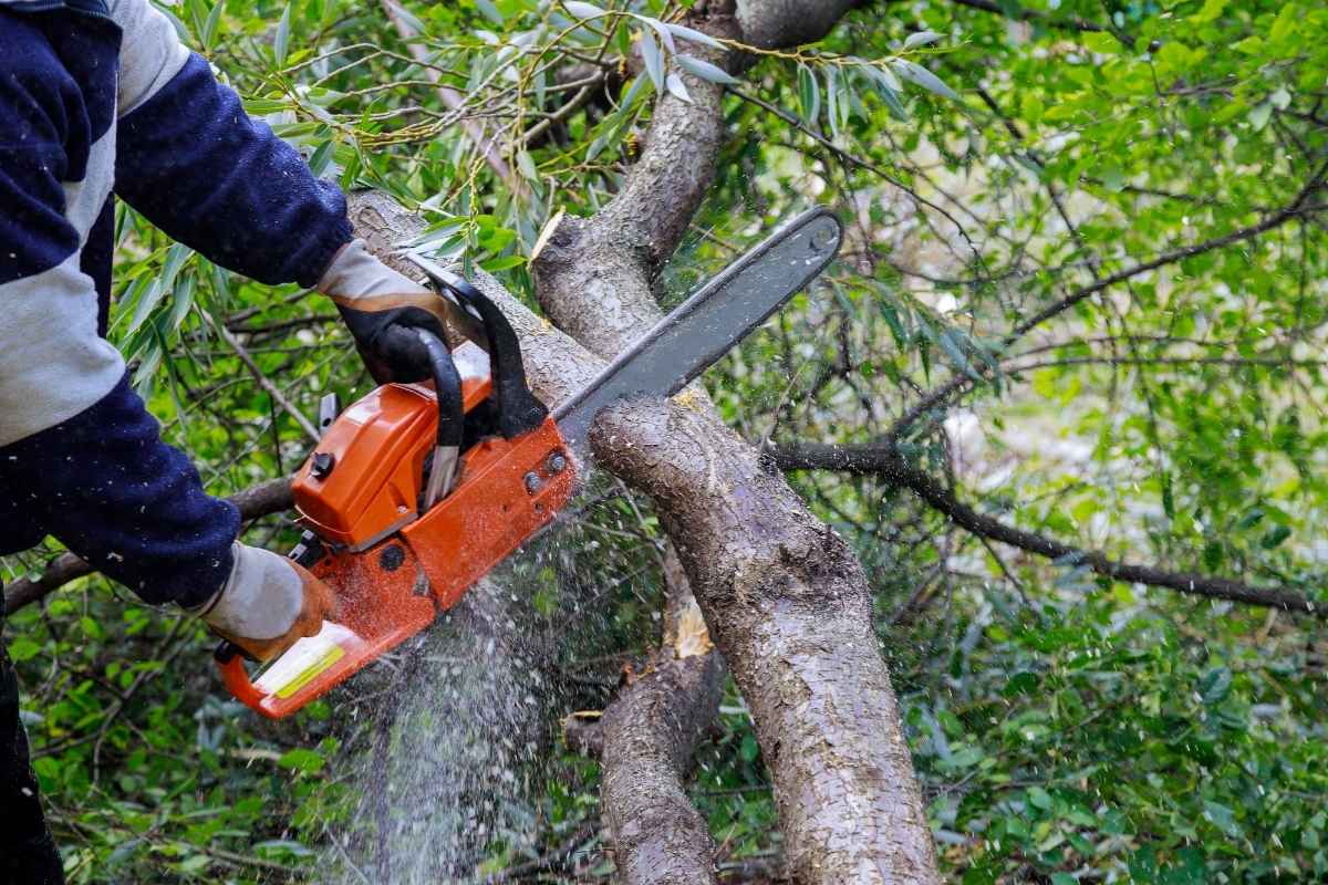 Bentonville AR tree trimming and pruning