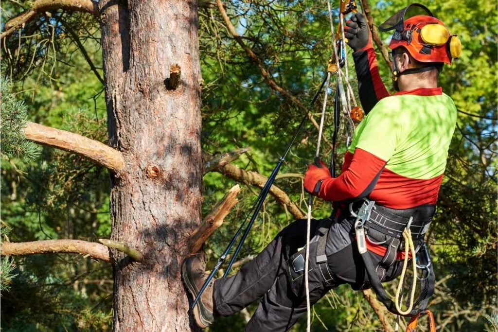 Bentonville Tree Service Arborists